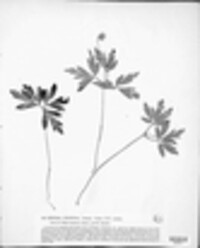 Septoria silvicola image